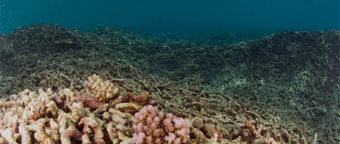 Coral Bleaching: Why Divers Should Care (And How to Help)