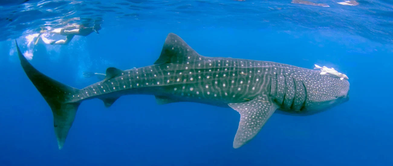 5 Ocean Creatures Every Diver Dreams of Seeing (And Where to Find Them)
