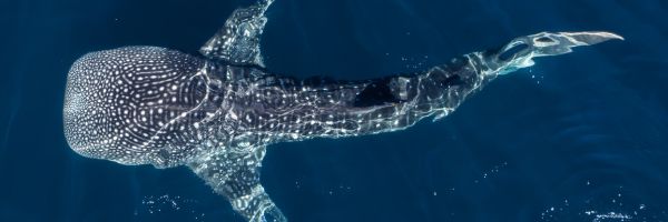 Whale Shark Swimsuits & Bikinis | Recycled Dive Swimwear