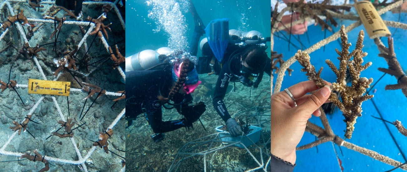 Planting Coral in Bali: A Day with Livingseas Foundation