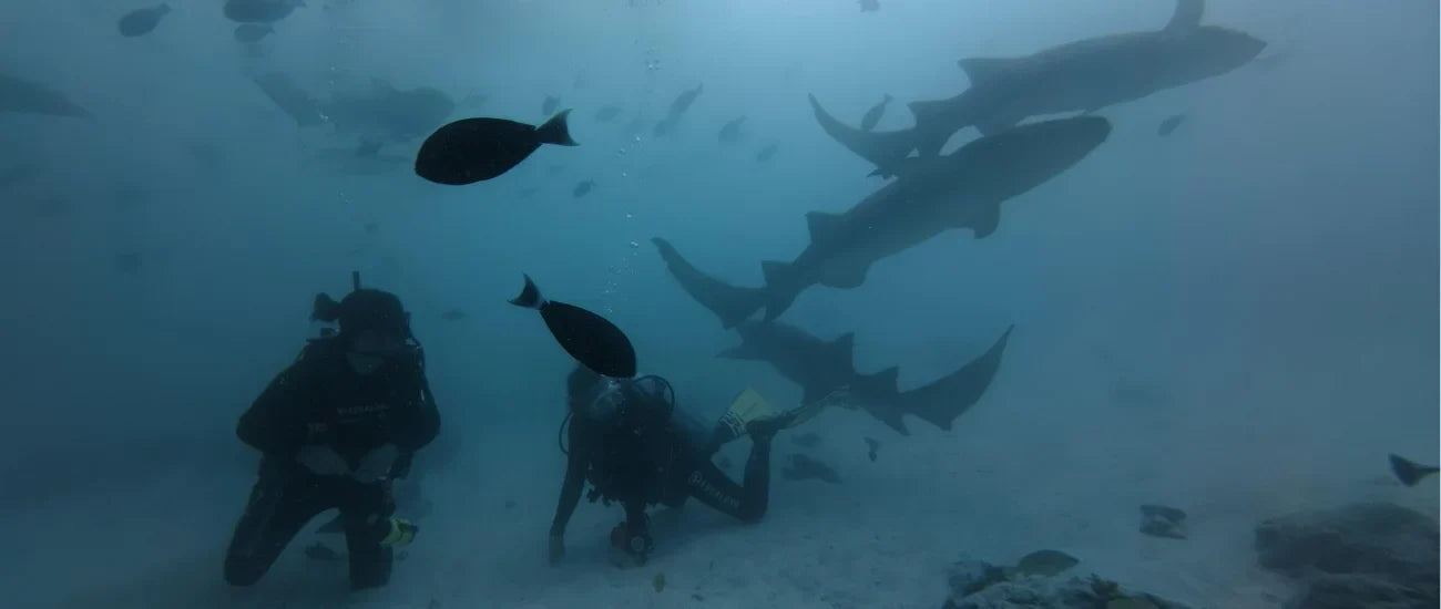 Scuba Diving the Maldives: When to Go & What to Pack