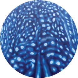 Whale Shark Constellation swimwear print by The Dive Compass swimwear made for scuba divers 